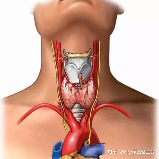 科普时间 | 骨髓增殖性肿瘤(MPN)应用干扰素,可能诱发甲状腺疾病吗?