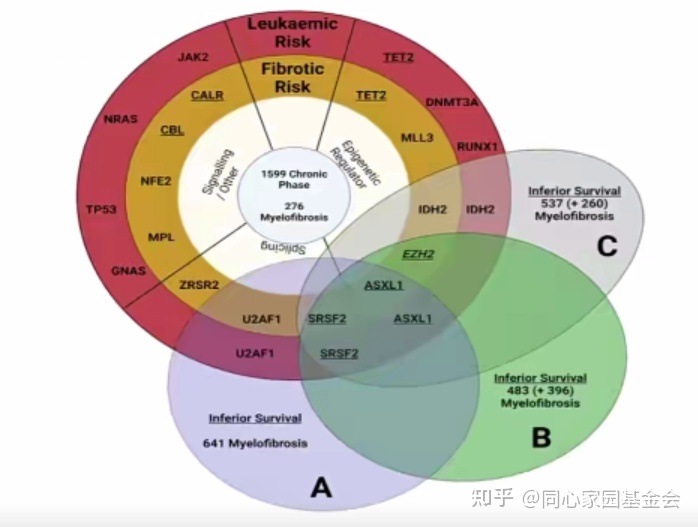 专家讲座|张培红教授:骨髓增殖性肿瘤(MPN)的病理展望