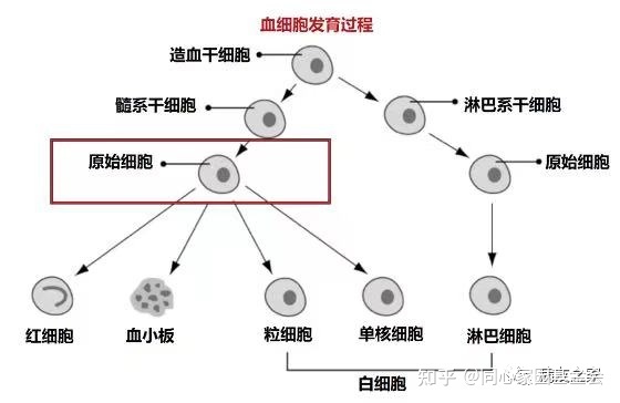 认识疾病 | 一文了解急性髓系白血病(AML)