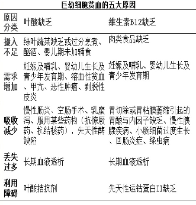 带你了解巨幼细胞性贫血 带你了解巨幼细胞性贫血