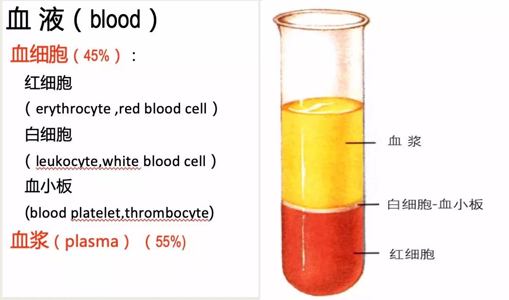 科普宣教 | 再生障碍性贫血 科普宣教 | 再生障碍性贫血
