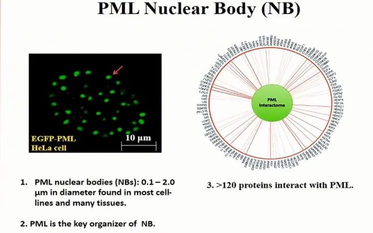 CSH 2020 | 陈竺院士：急性早幼粒细胞白血病发病原理、分型和治疗的最新认识