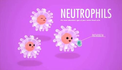 孩子生病后中性粒细胞减少是什么原因?什么时候用升粒细胞的药物? 孩子生病后中性粒细胞减少是什么原因?什么时候用升粒细胞的药物?