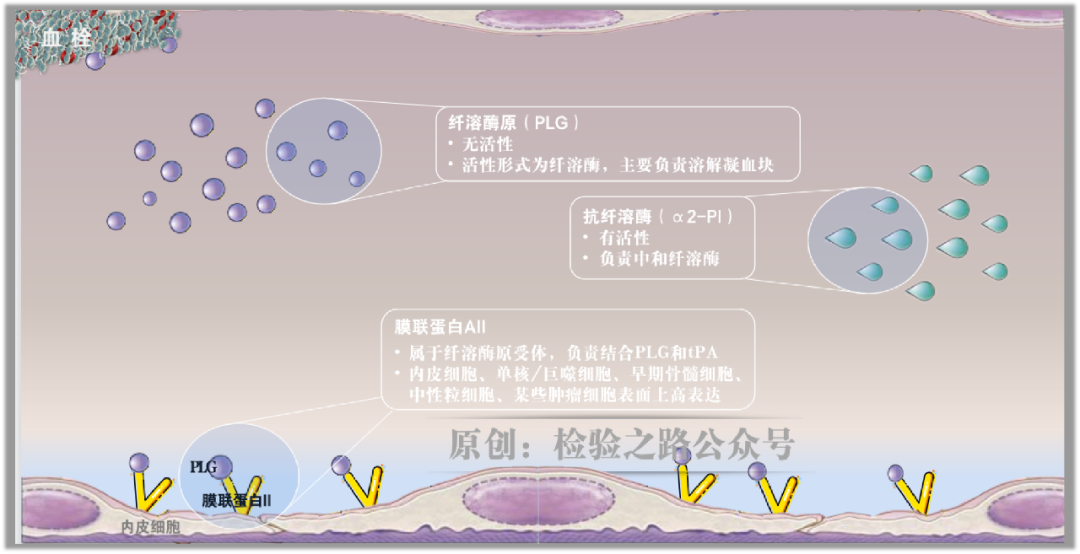 凝血知多少‖急性早幼粒细胞白血病（APL）出血之因