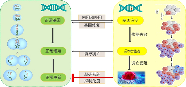 急性淋巴细胞白血病化疗需要多久?预后如何? 急性淋巴细胞白血病化疗需要多久?预后如何?