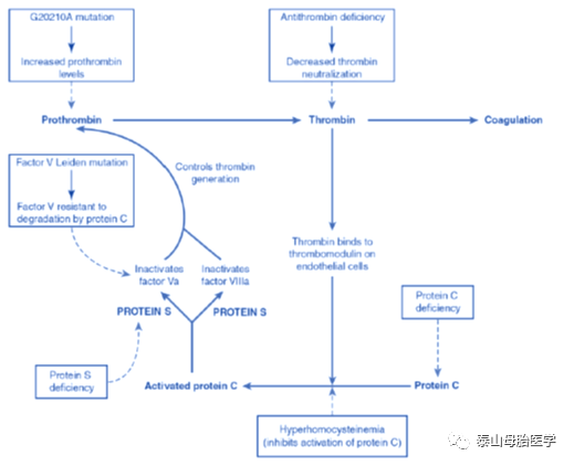 易栓症（血栓形成倾向）与妊娠