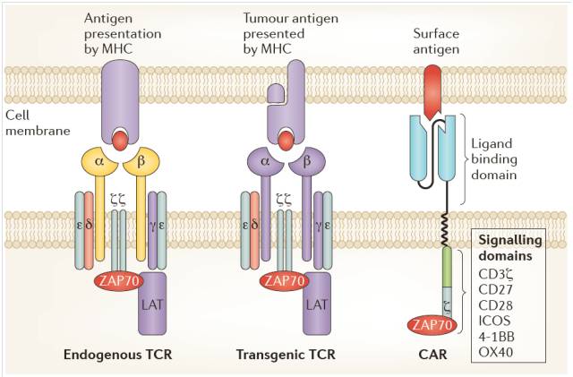 1️⃣ CART治疗肿瘤的作用机制 CART治疗肿瘤的作用机制