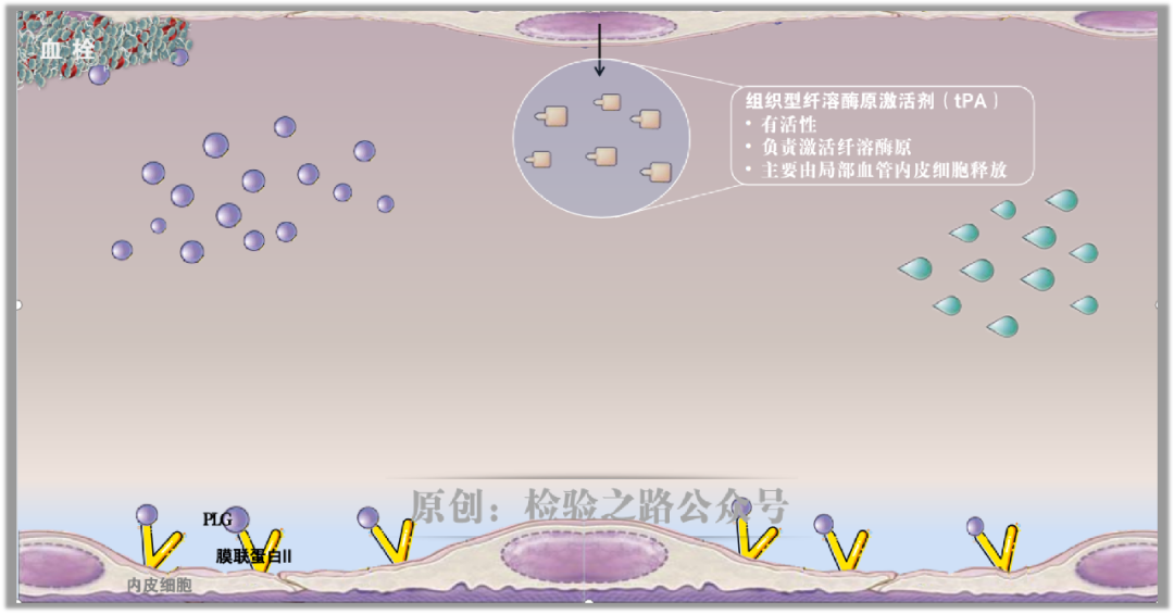 凝血知多少‖急性早幼粒细胞白血病(APL)出血之因 凝血知多少‖急性早幼粒细胞白血病(APL)出血之因