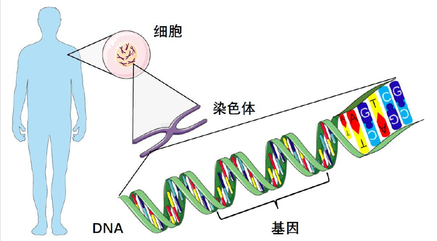 急性淋巴细胞白血病危险度如何分层 急性淋巴细胞白血病危险度如何分层