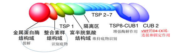 血栓性血小板减少性紫癜——九死一生 血栓性血小板减少性紫癜——九死一生