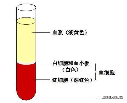 认识检查|血浆游离血红蛋白测定 认识检查|血浆游离血红蛋白测定