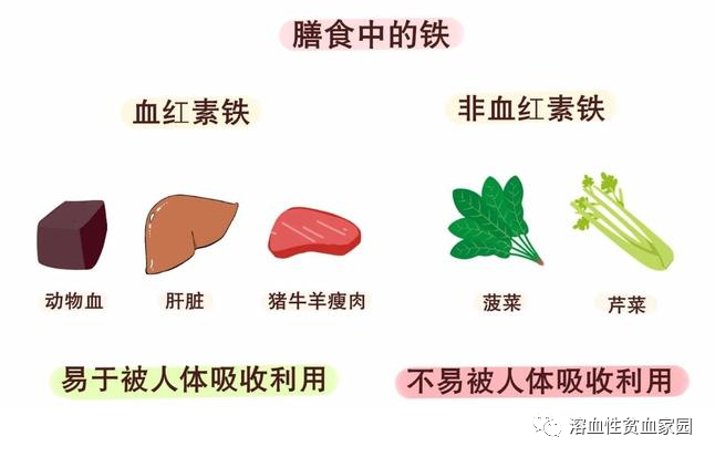 科普时间 | 贫血了?千万不要随便补 科普时间 | 贫血了?千万不要随便补