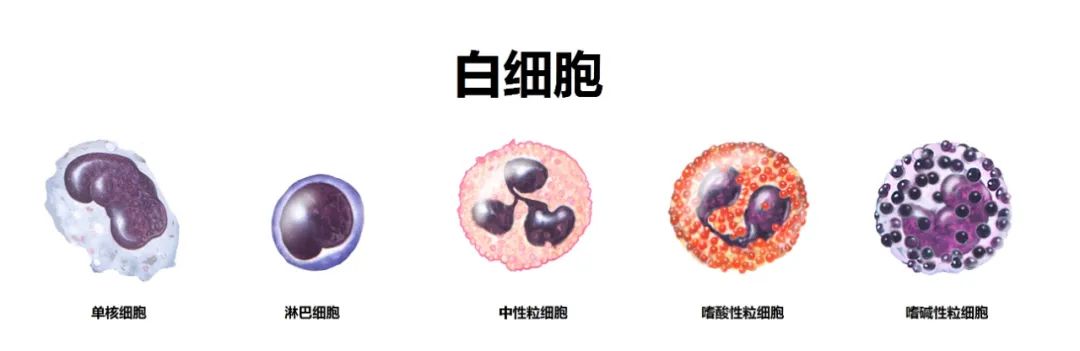 孩子生病后中性粒细胞减少是什么原因?什么时候用升粒细胞的药物? 孩子生病后中性粒细胞减少是什么原因?什么时候用升粒细胞的药物?