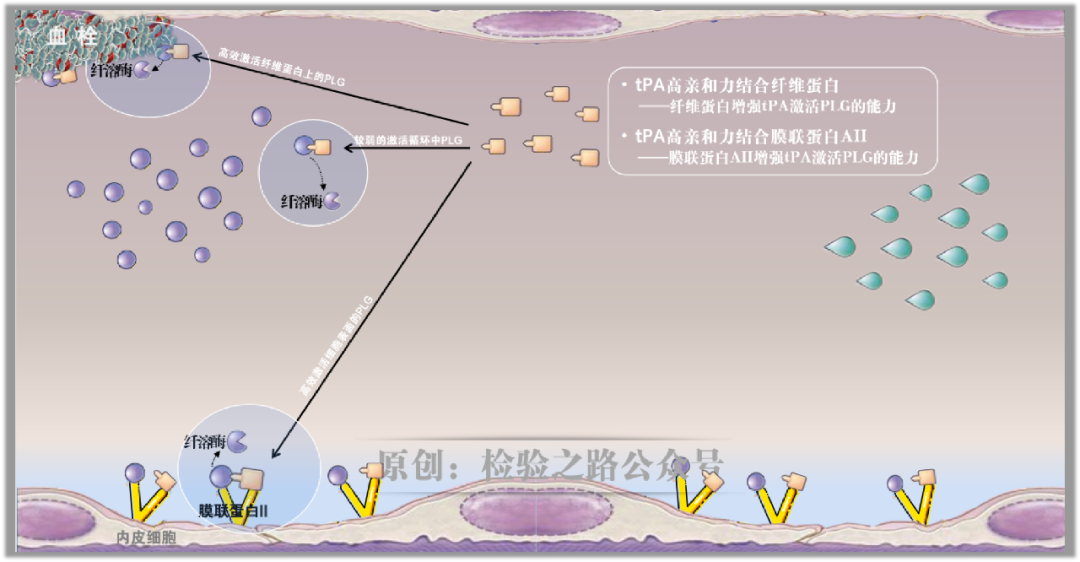 凝血知多少‖急性早幼粒细胞白血病(APL)出血之因 凝血知多少‖急性早幼粒细胞白血病(APL)出血之因