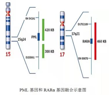 急性早幼粒细胞白血病可以用砒霜治愈,“以毒攻毒”!是真的吗? 急性早幼粒细胞白血病可以用砒霜治愈,“以毒攻毒”!是真的吗?