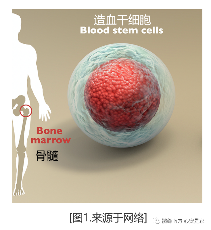 CML科普知识|什么是慢性髓系白血病？