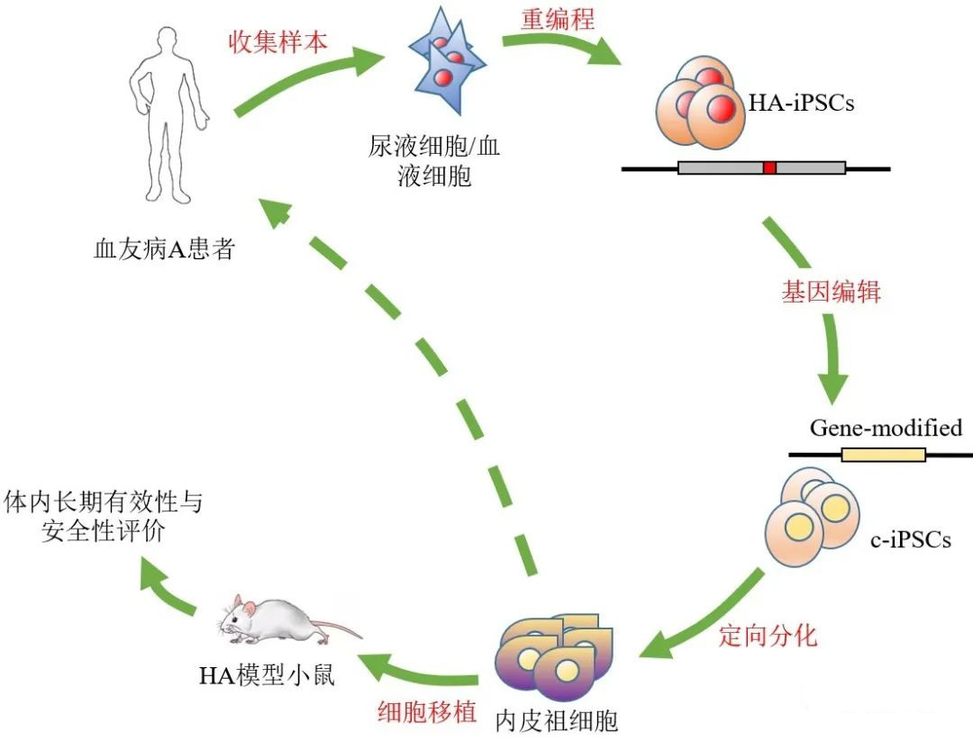 阻断血友病——让“玻璃人”不易碎 阻断血友病——让“玻璃人”不易碎