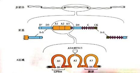 血栓性血小板减少性紫癜——九死一生 血栓性血小板减少性紫癜——九死一生