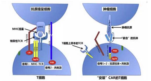 1️⃣ CART治疗肿瘤的作用机制 CART治疗肿瘤的作用机制