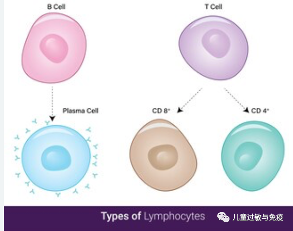 淋巴细胞减少 淋巴细胞减少
