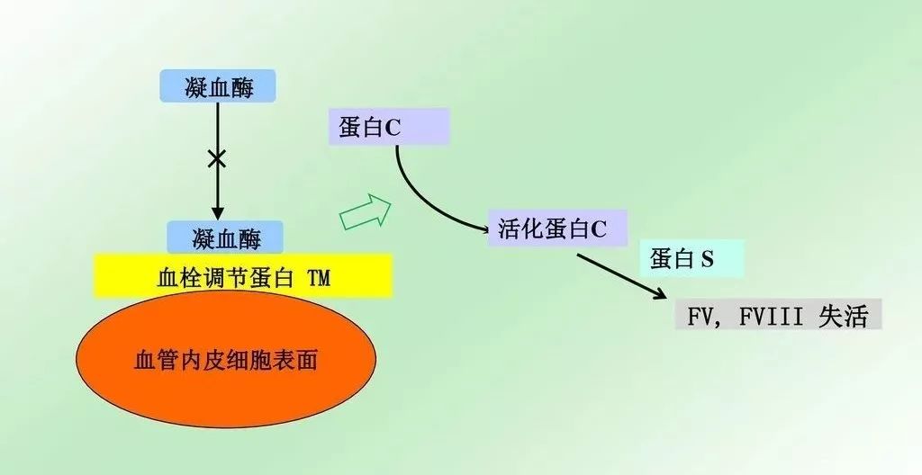 易栓症筛查三项知多少 易栓症筛查三项知多少