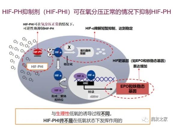 专家讲座 | 刘红教授:骨髓增生异常综合征(MDS)贫血的机制和治疗 专家讲座 | 刘红教授:骨髓增生异常综合征(MDS)贫血的机制和治疗