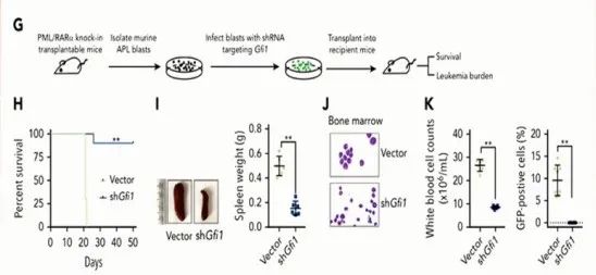 CSH 2020 | 陈竺院士：急性早幼粒细胞白血病发病原理、分型和治疗的最新认识
