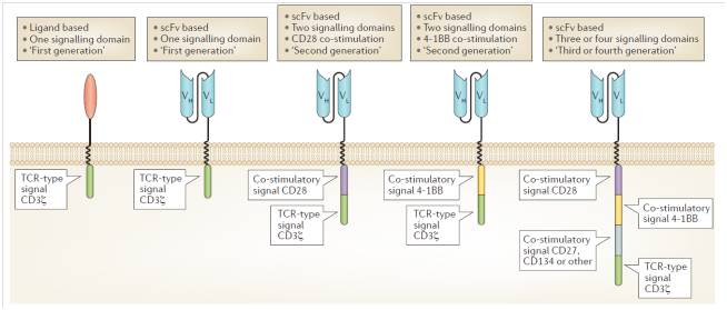 1️⃣ CART治疗肿瘤的作用机制 CART治疗肿瘤的作用机制
