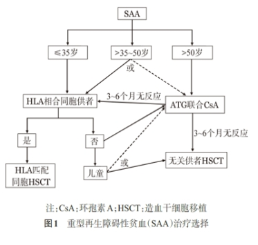 专家讲座｜周郁鸿教授分享中医药在再生障碍性贫血中的应用