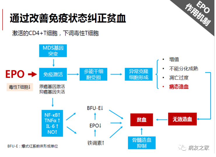 专家讲座 | 刘红教授:骨髓增生异常综合征(MDS)贫血的机制和治疗 专家讲座 | 刘红教授:骨髓增生异常综合征(MDS)贫血的机制和治疗