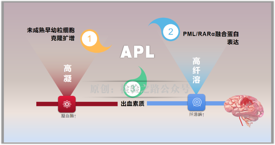 凝血知多少‖急性早幼粒细胞白血病(APL)出血之因 凝血知多少‖急性早幼粒细胞白血病(APL)出血之因