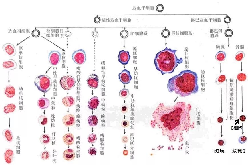 科普宣教 | 再生障碍性贫血 科普宣教 | 再生障碍性贫血