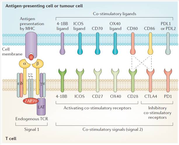1️⃣ CART治疗肿瘤的作用机制 CART治疗肿瘤的作用机制