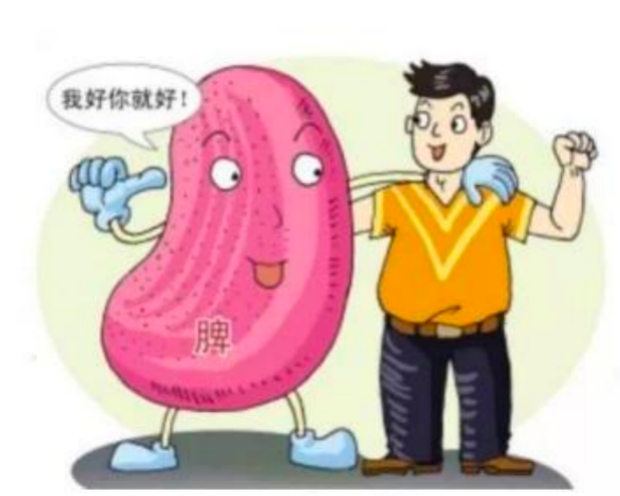 科普时间 | 脾脏“大”不如前,到底是谁惹的祸
