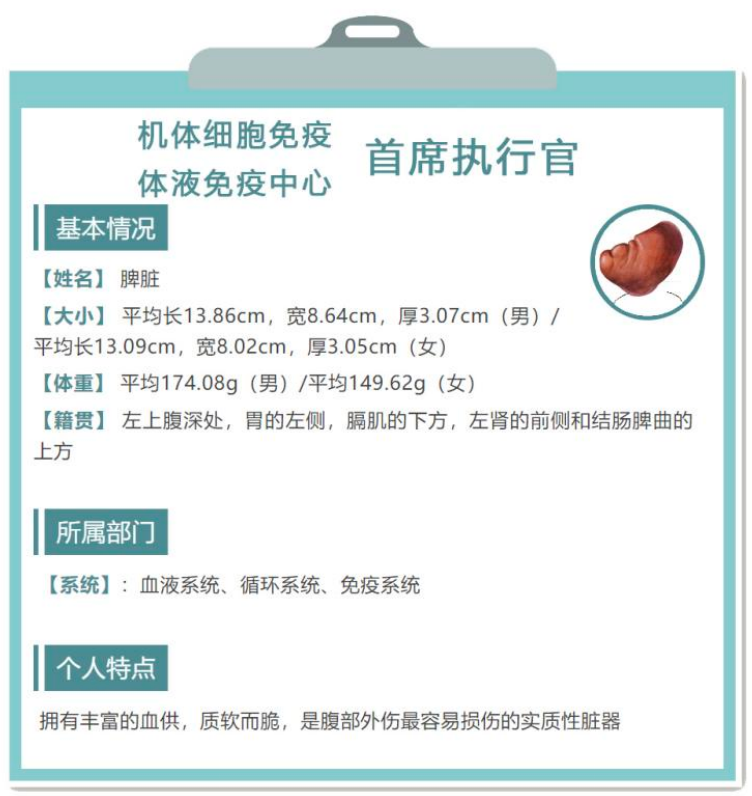 科普时间 | 脾脏“大”不如前,到底是谁惹的祸