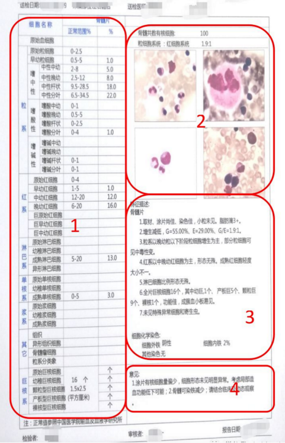 这样看骨穿报告,医生懂得您也懂