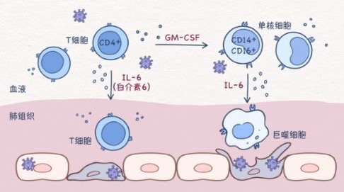 科普时间|干扰素导致中性粒细胞减少,如何处理?