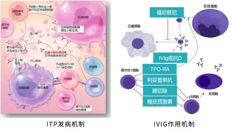 药物介绍 | 近日大热选手“IVIG”访谈录