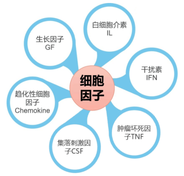认识检查 | 细胞因子