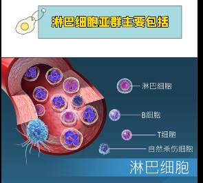 认识检查 | 淋巴细胞亚群