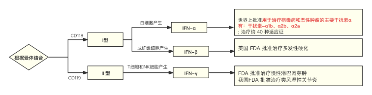 科普时间 | “干扰素”佳丽众多,MPN患者为何“独宠”我一人?