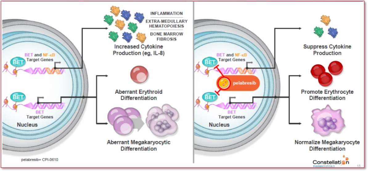药物介绍 | BET抑制剂(Pelabresib)联合芦可替尼,新药新方案