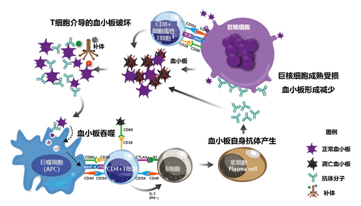 专家讲座 | 梅恒教授剖析ITP治疗进展与挑战