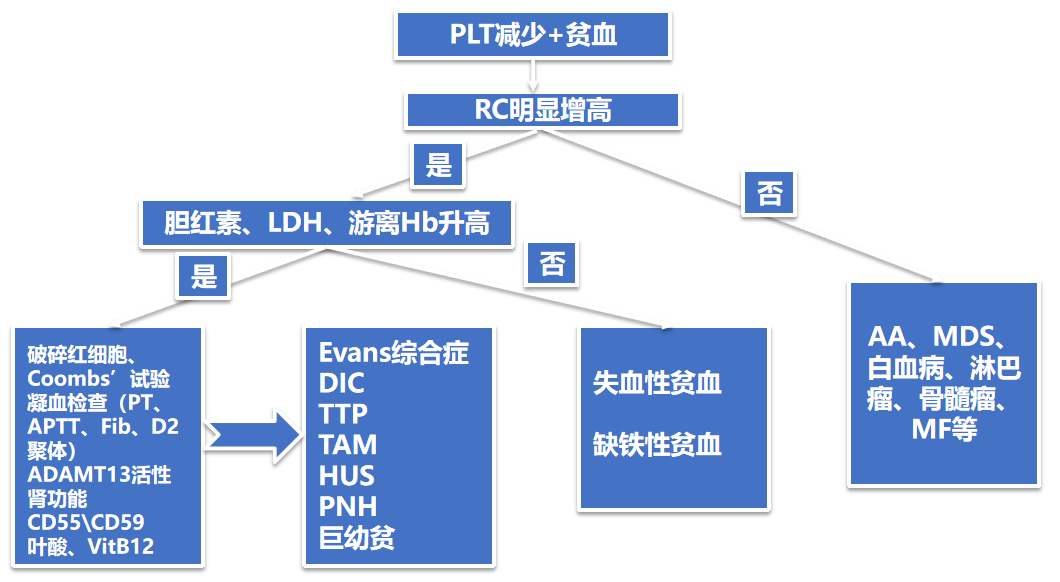 专家讲座 | 郭冬梅教授详解血小板相关疾病鉴别与诊断