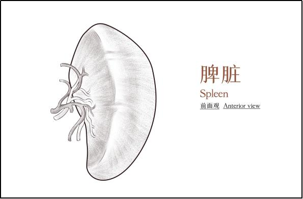 科普时间 | MPN患者的“膨胀烦恼”:脾肿大全解析