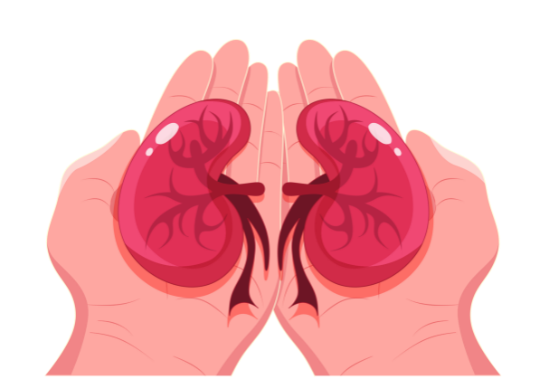 科普时间 | 你以为只是慢性溶血,实际上是PNH患者的肾脏危机!