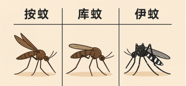 科普时间 | 疟疾/登革热,溶贫患者要特别注意的蚊虫传染病!