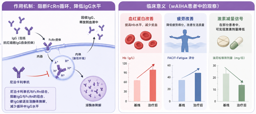 EHA速递 | 尼泊卡利单抗:为什么阻断FcRn,可能改变温抗体型AIHA治疗?